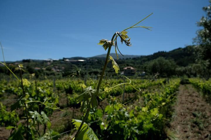 הוילה סייה Quinta De Vodra מראה חיצוני תמונה