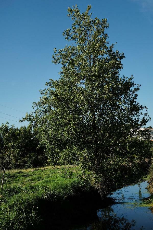 הוילה סייה Quinta De Vodra מראה חיצוני תמונה